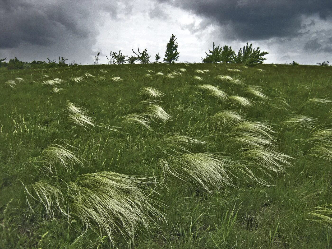 Ковыль стелется. Ковыль трава Степная. Stipa Rubens ковыль. Ковыль Залесского. Ковыль Коржинского.