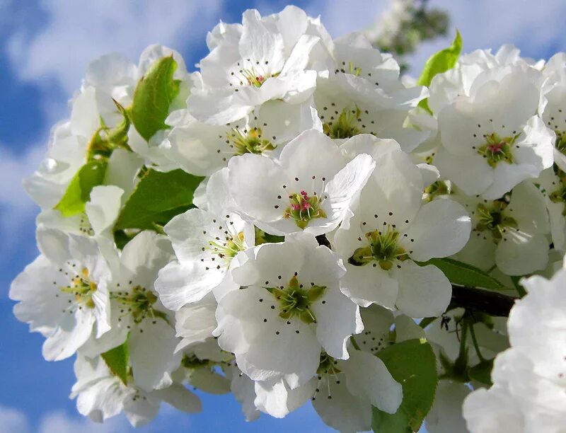 Соцветие яблони домашней. Соцветие яблони. Вишня - prunus cerasus 'benham`s early duke'. Груша дерево цветение. Яблоневые соцветия.