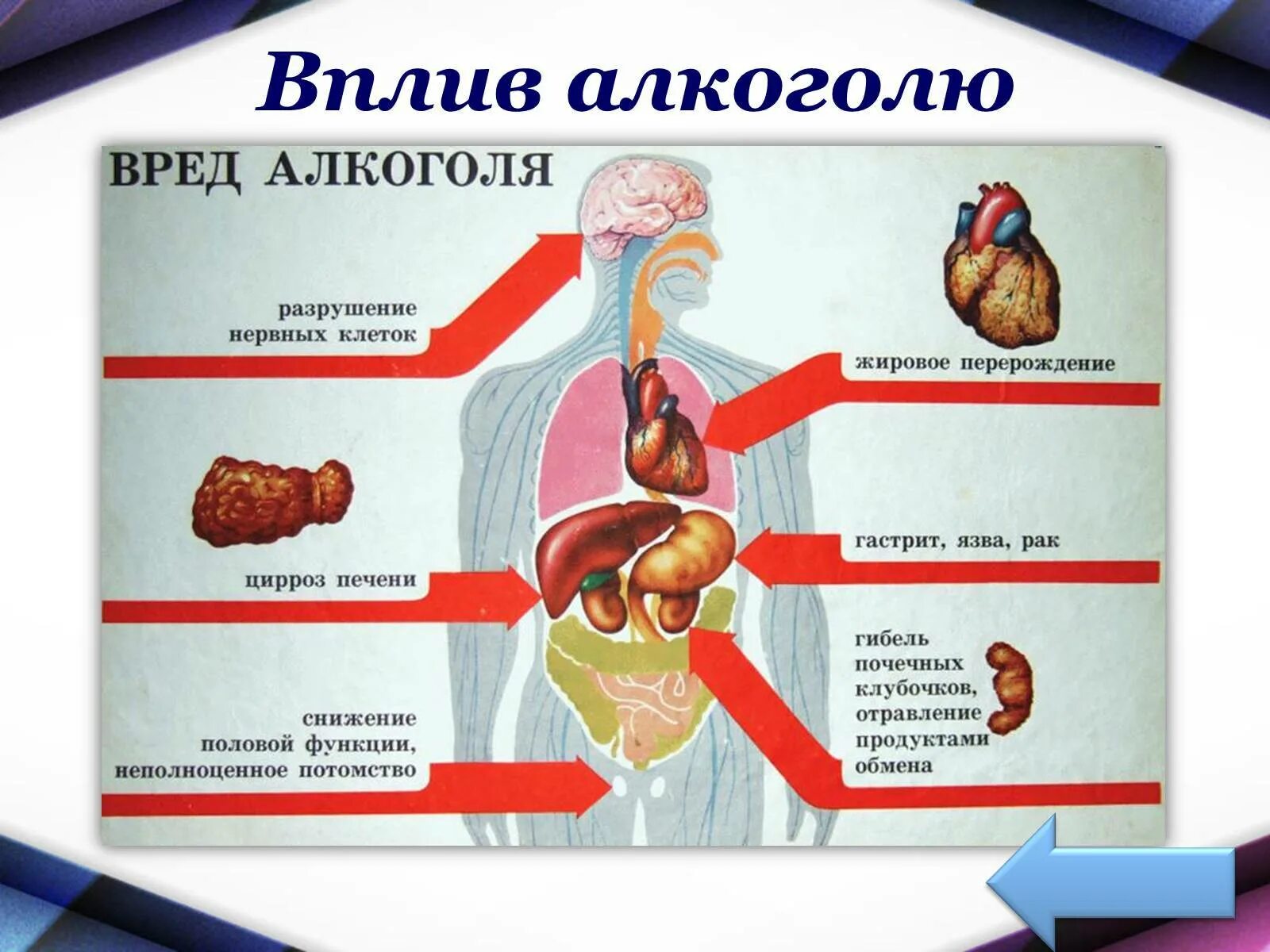 Влияние этанола на организм человека. И т д последствия в