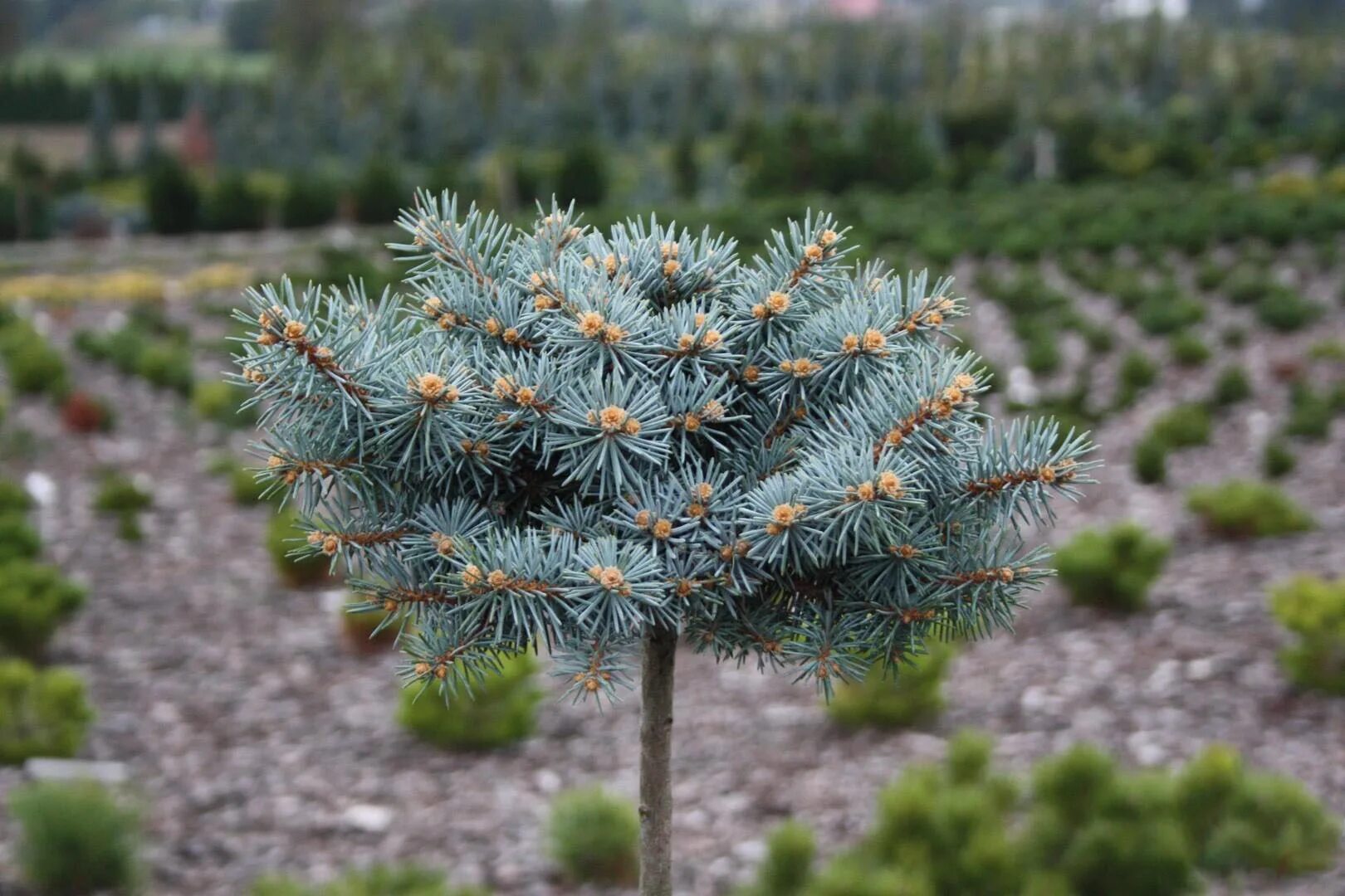 Ель колючая picea pungens. Picea pungens Nidiformis Kalous. Picea pungens 'Nidiformis Kalous' (pa). Ель Нидиформис Калоус на штамбе. Picea pungens Mseno.