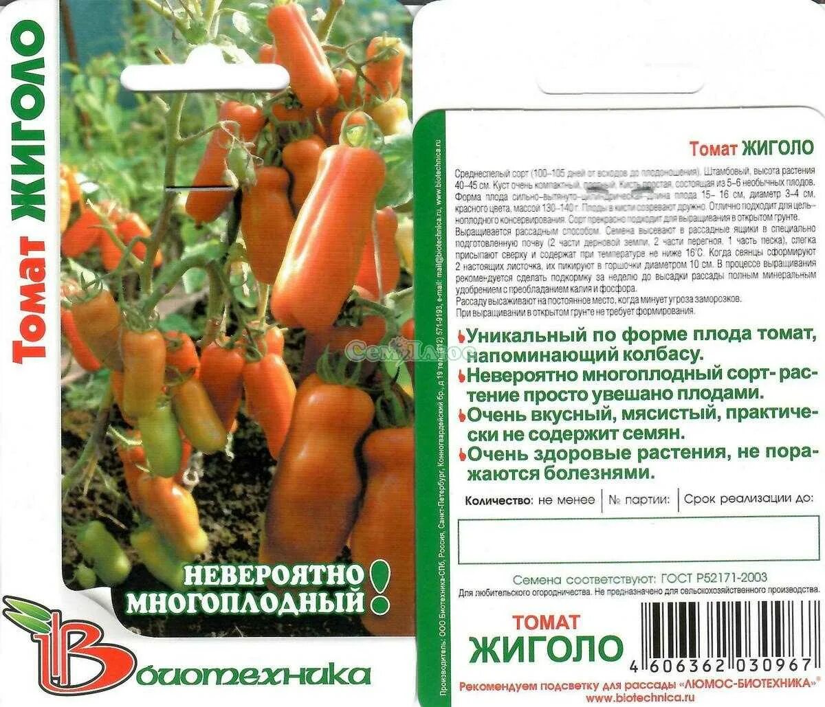 Сорт томатов жигало описание и отзывы. Томат жиголо биотехника. помидоры сорт жигало. томат жиголо 20шт биотехника. помидоры жигало описание.