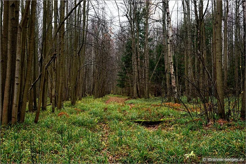 Пейзаж лес. Еловый темный лес угра. Труднопроходимый хвойный лес. Фото леса. Красивый лес.