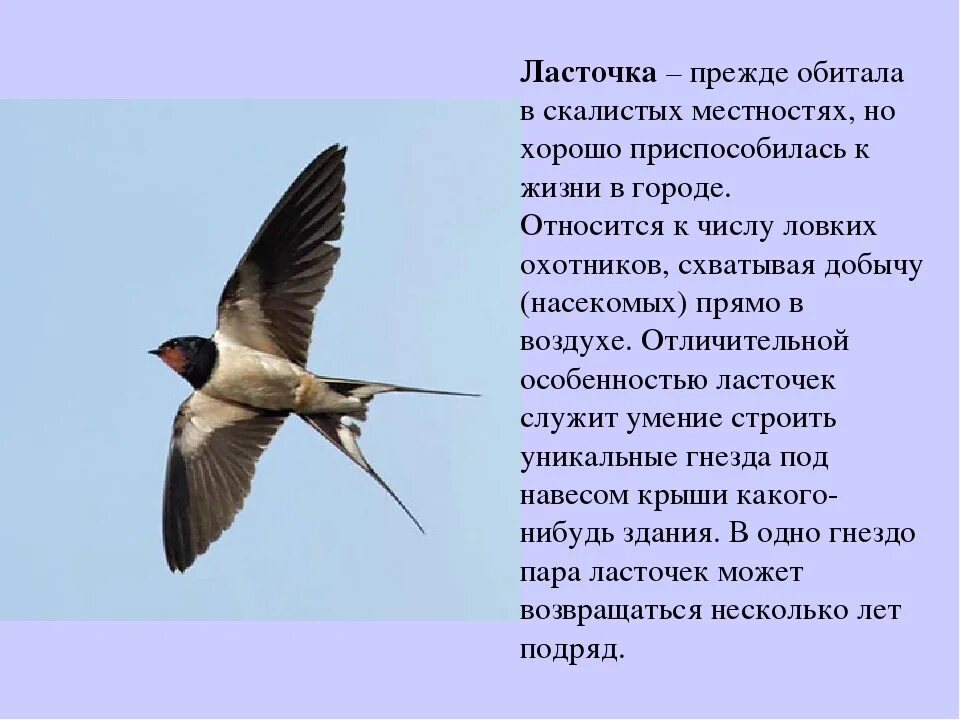 Ласточка размер. Ласточка Перелетная птица описание. Ласточка городская Перелетная птица. Перелетные птицы Ласточка рассказ. Сообщение о Ласточке.