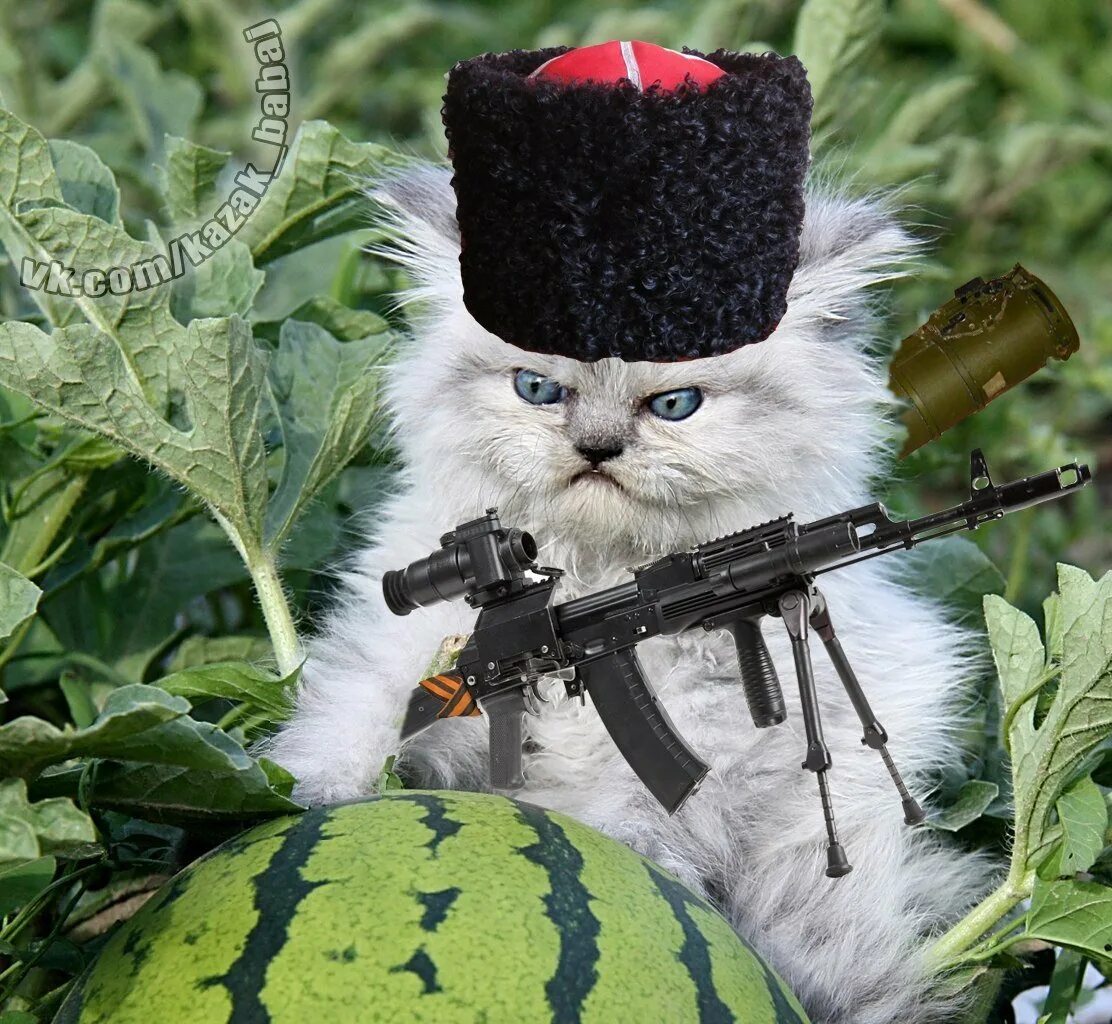 Кот военный. Кот в военной форме. Кот с пулеметом. Боевые коты. Кота страйке