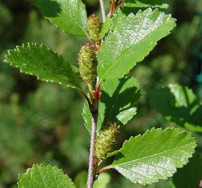 Береза приземистая Betula humilis. Береза низкая Betula humilis. Береза кустарниковая Betula fruticosa. Береза приземистая - Betula humilis Schrank. Береза приземистая