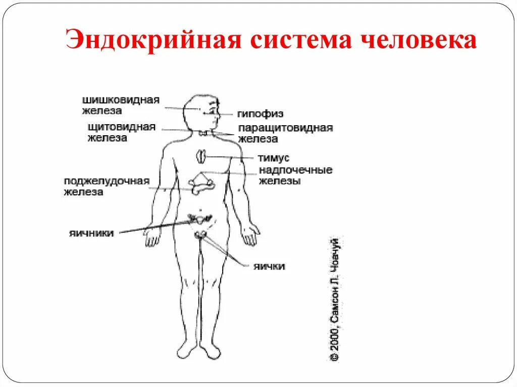 Физиолог человека. Физиология человека. Физиология человека и животных. Человек как система. Физиология человека слайды.