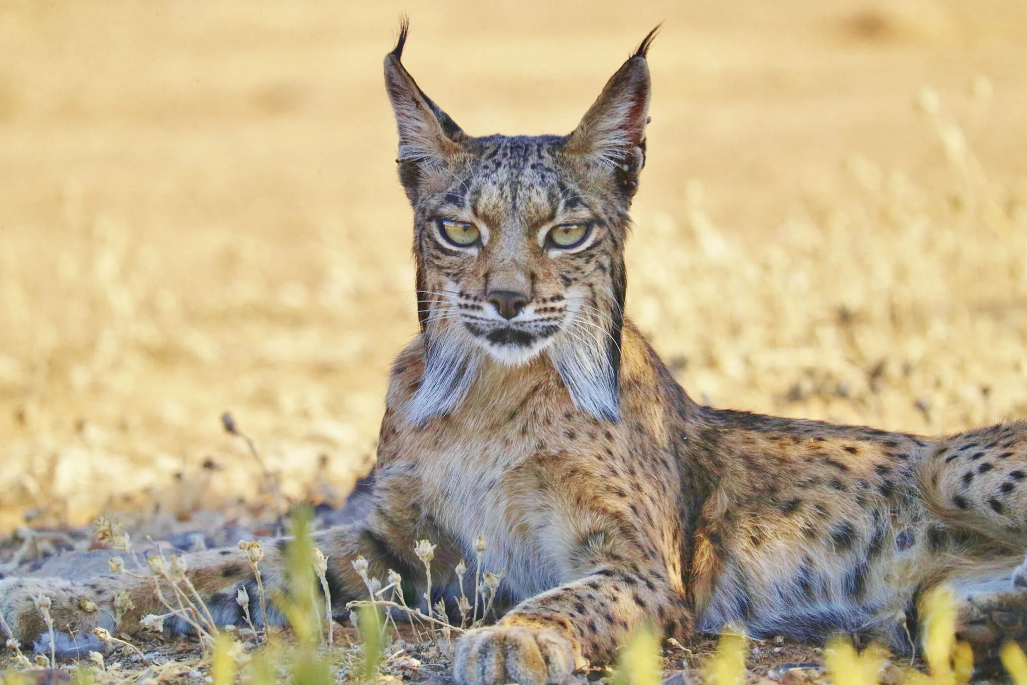 Иберийская Рысь. Пиренейская (испанская) Рысь. Рысь - Lynx Lynx (Linnaeus, 1758). Пиренейская и Иберийская Рысь. Ход рысью