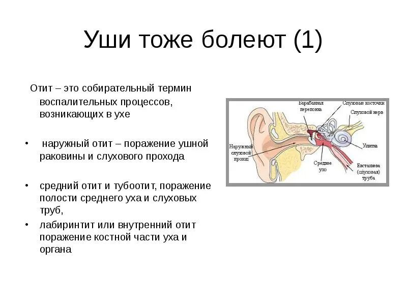 Среднее ухо термин.