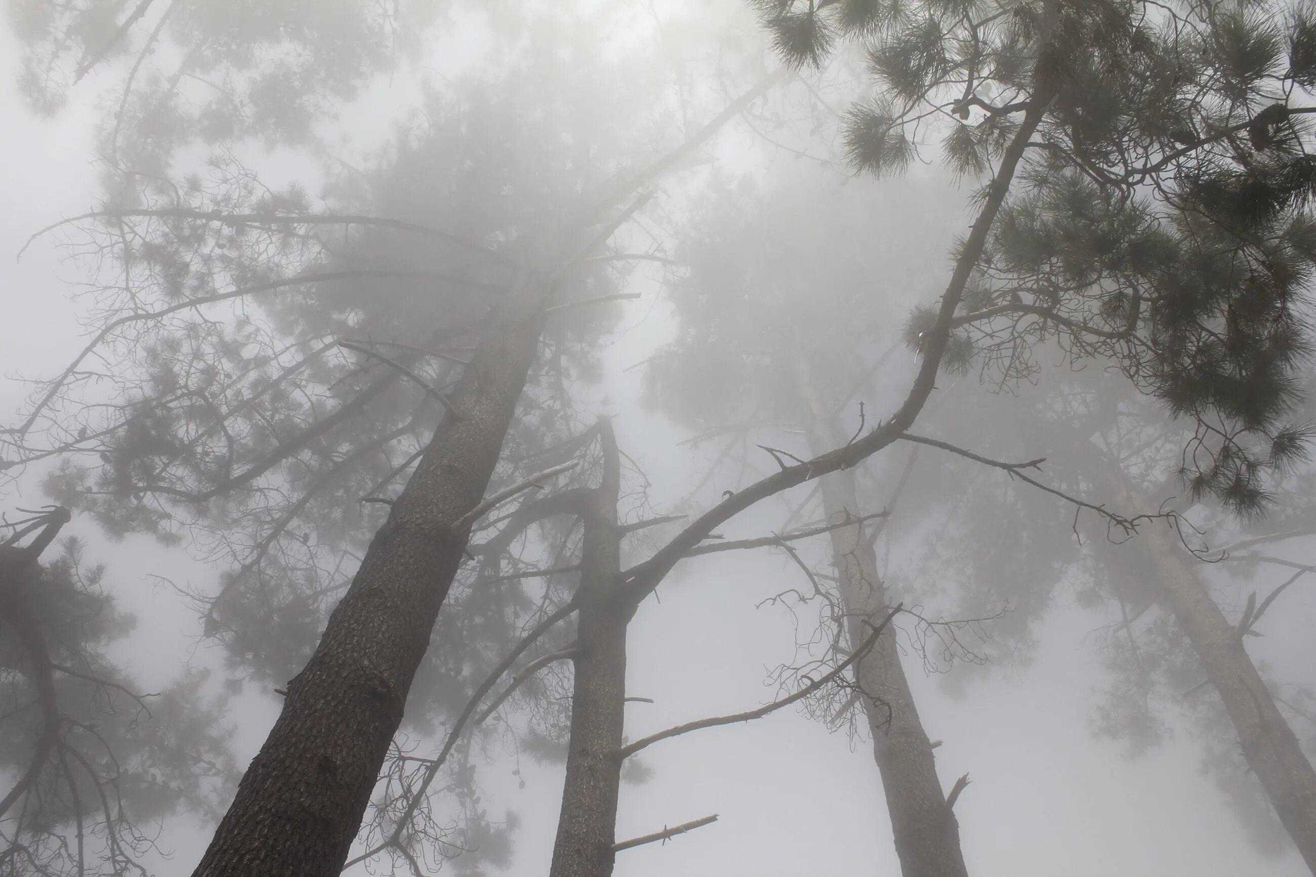 Ветвь туманного дерева. Деревья в тумане. Деревья в дымке. Серый туман. Ветви деревьев в тумане.