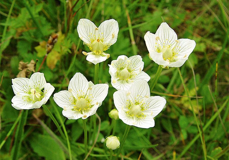 Белокрыльник болотный calla palustris калла болотная. Parnassia palustris. Белокрыльник болотный calla palustris калла болотная. Нимфея болотная. Parnassia palustris.