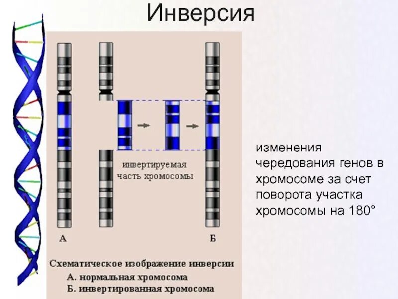Делеция участка хромосомы изменение последовательности
