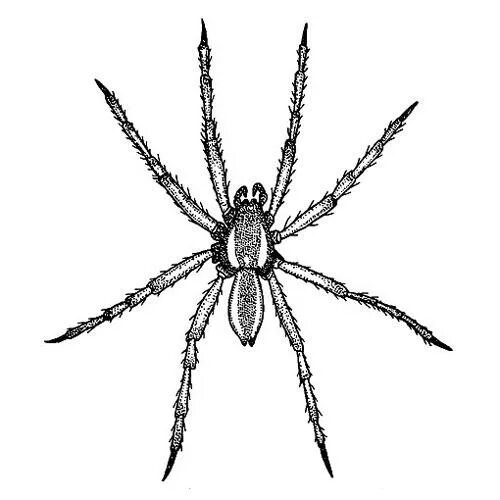 Dolomedes fimbriatus рисунок. Паук охотник каёмчатый. Паук Dolomedes fimbriatus (Pisauridae). Pisauridae паук.