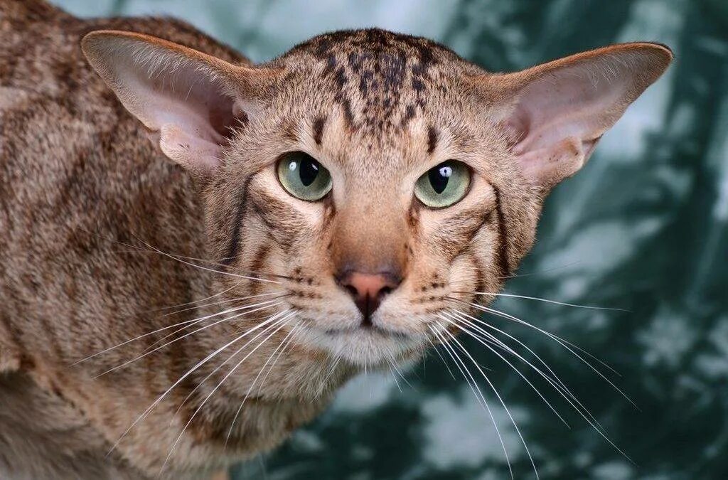 Ориентальная кошка. Порода кошек Ориентал. Ушастый кот порода Ориентал. Ариэльная порода кошек.