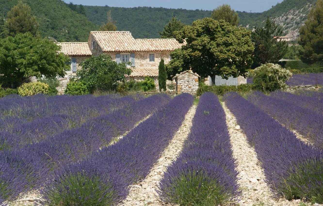 Аббатство Сенанк в Провансе. Франция Прованс Ле Кастелле. Provence Alpes Cote d'Azur Лаванда. Provence-Alpes-Côte d'Azur Лавандовые поля. Описание прованса