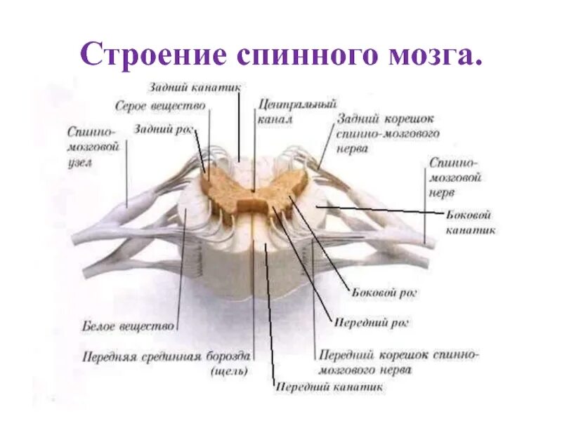 Основные отделы головного мозга схема. Строение спинного мозг. Строение головного мозга функциями функции. Корешки спинного мозга строение. Отделы головного мозга расположение строение функции.