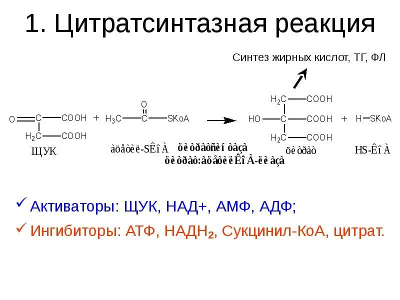 Толстой синтез. Активаторы синтеза жирных кислот. Цитратсинтазная реакция. Окисление надн2. Активаторы и ингибиторы биосинтеза жирных кислот.