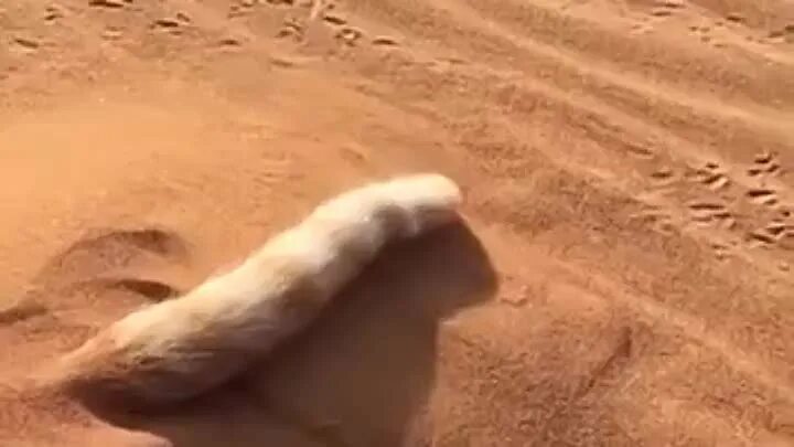 Черви в песке. Песчаный червь Дюна 2021. Песчаный червь существует в реальной жизни. Песочные черви Австралия.