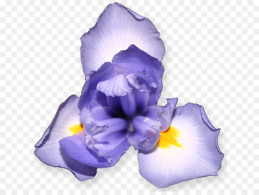 Файл iris png был выложен в интернете