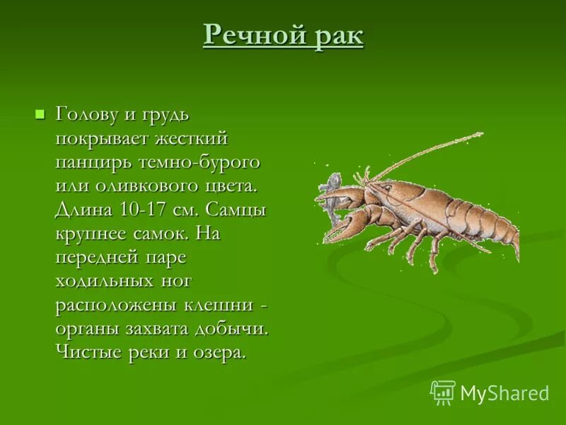 у рака пар ходильных ног. фасеточные глаза у ракообразных. ходильные конечности ракообразных. сколько пар ходильных ног. головогрудь у ракообразных.