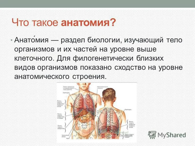 физиология человека. мышцы животных. подфасциальное пространство. почему такие анатомические особенности. анатомия предмет и методы исследования.