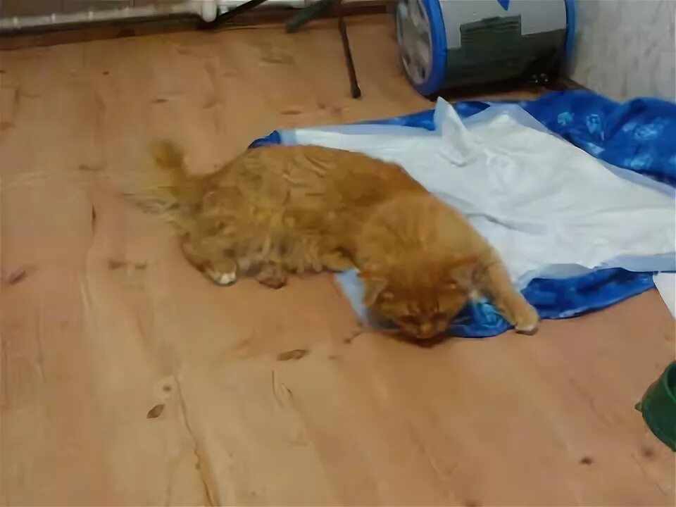 Рыжий кот после операции. У кошки отошли воды через