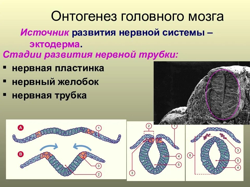 Головной мозг эктодерма. Онтогенез нервной системы. онтогенетическое развитие нервной системы. онтогенез головного мозга человека таблица. источники развития нервной системы.