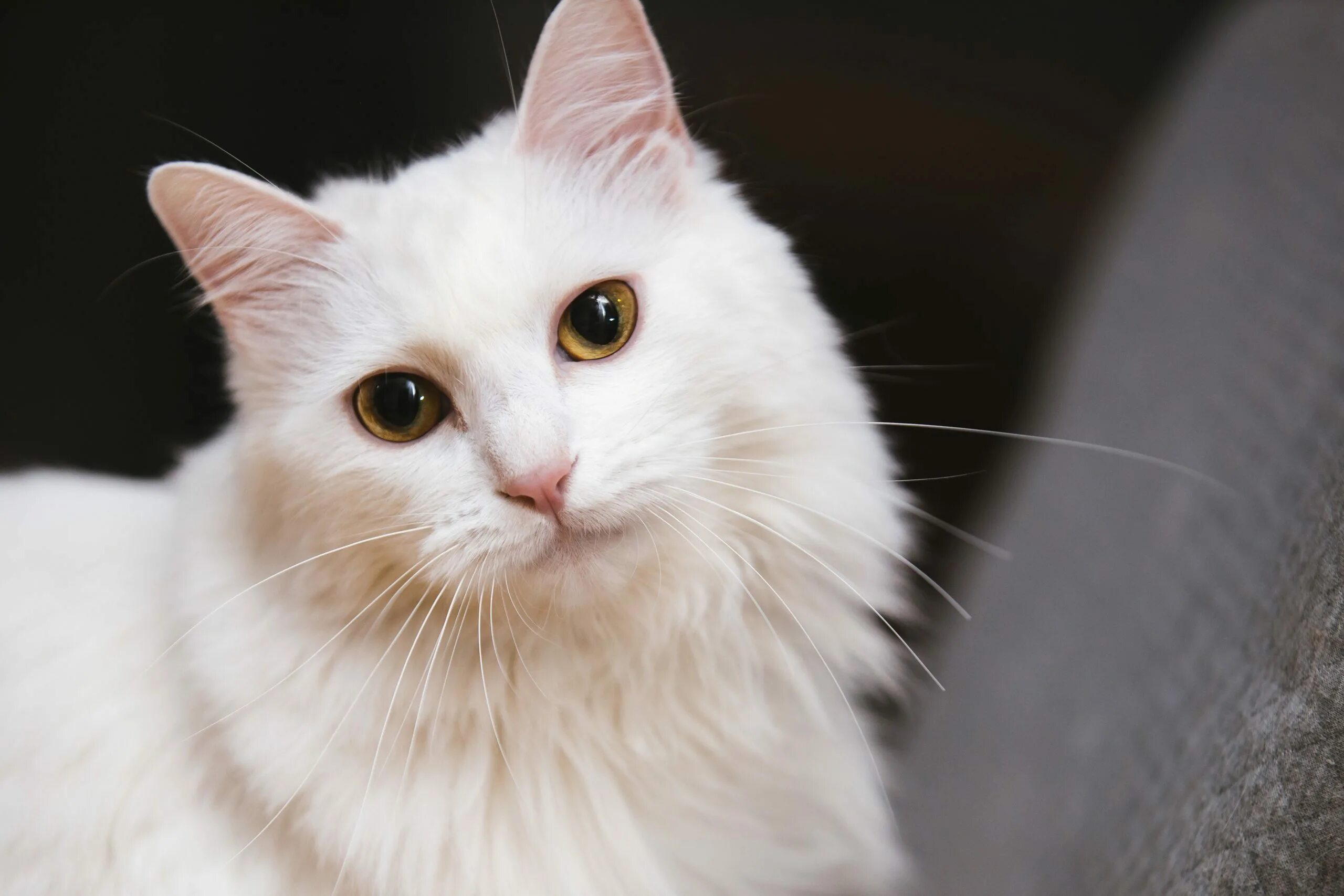 Ангорская кошка короткошерстная. Сибирская ангора кошка белый кот. Турецкая ангорская кошка. Сибирская ангорская кошка белая.