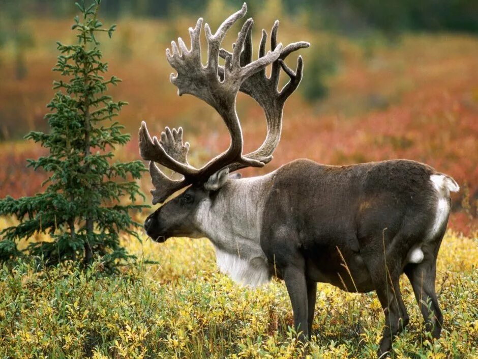 дикий северный олень. красный северный олень. олень карибу северной америки.