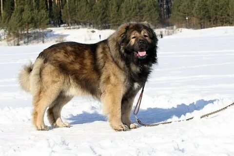 Кавказская овчарка характеристика