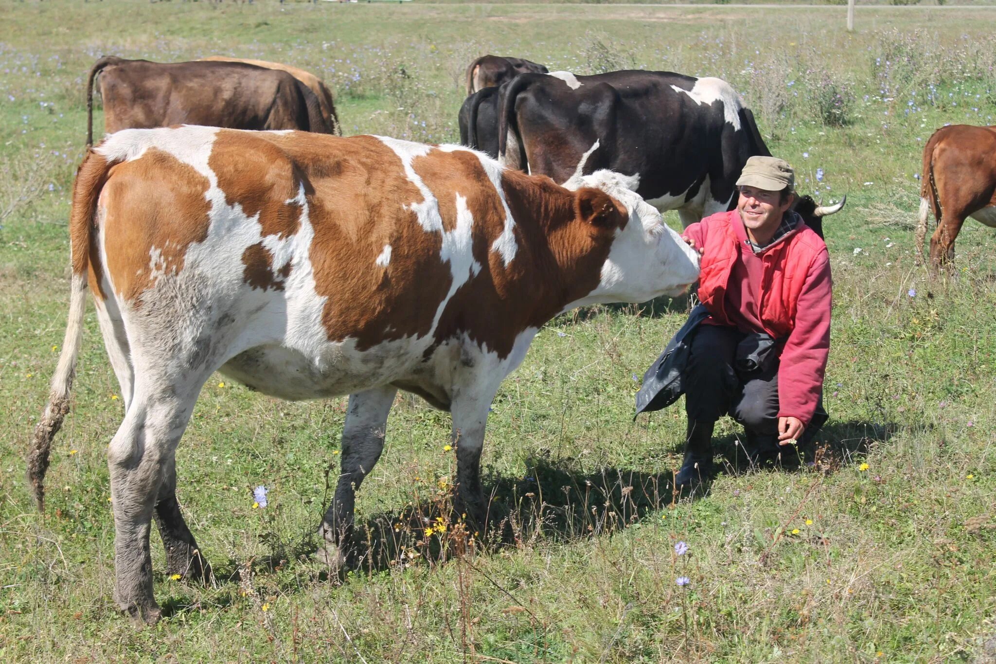 Животноводство Гагинского района. Выкупить корову. Комола деревня. У меня небольшое хозяйство корова.