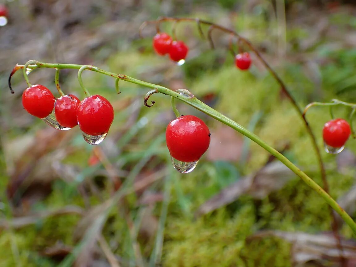 РОЗОВЫЕ ЛАНДЫШИ САДОВЫЕ - редкая красота в моем саду (Convallaria Rosea ). Леген