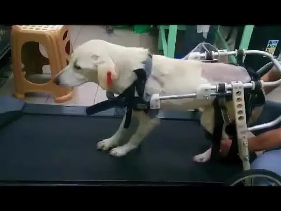 Реабилитация собак. Собака после операции на позвоночнике. Для спинальников собак приспособления. Реабилитация собаки после операции