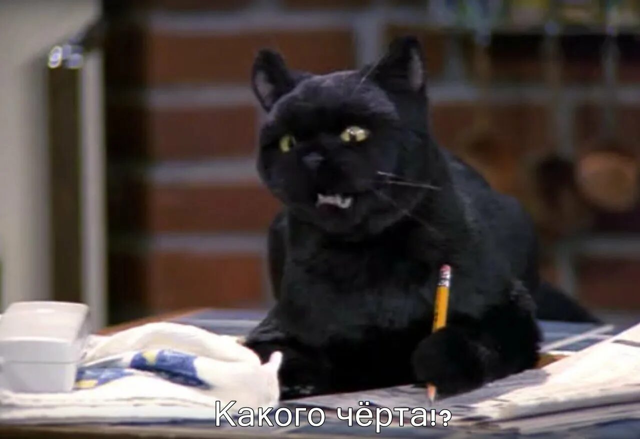 иккеро. фото иккеро. статусы про черную полосу. как дела кошки.