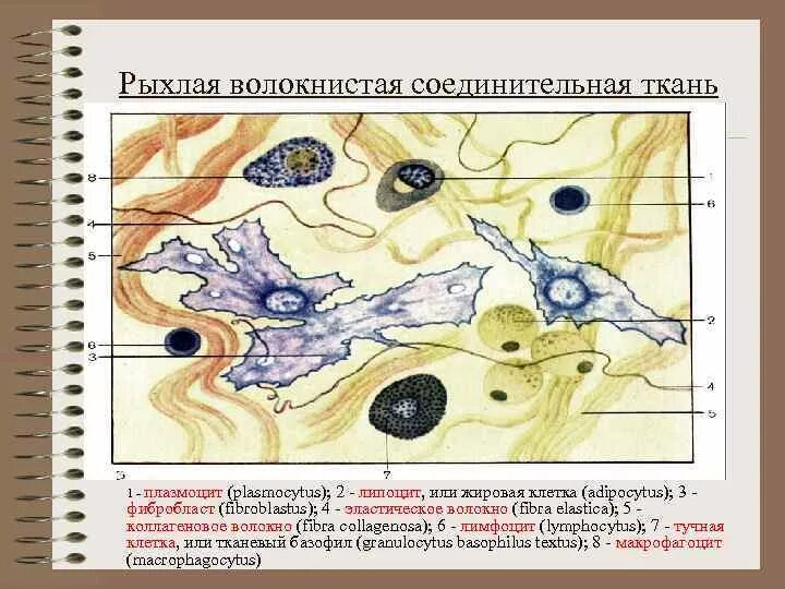 Соединительная ткань (часть 1) " Строительный портал: новости, статьи, обзоры