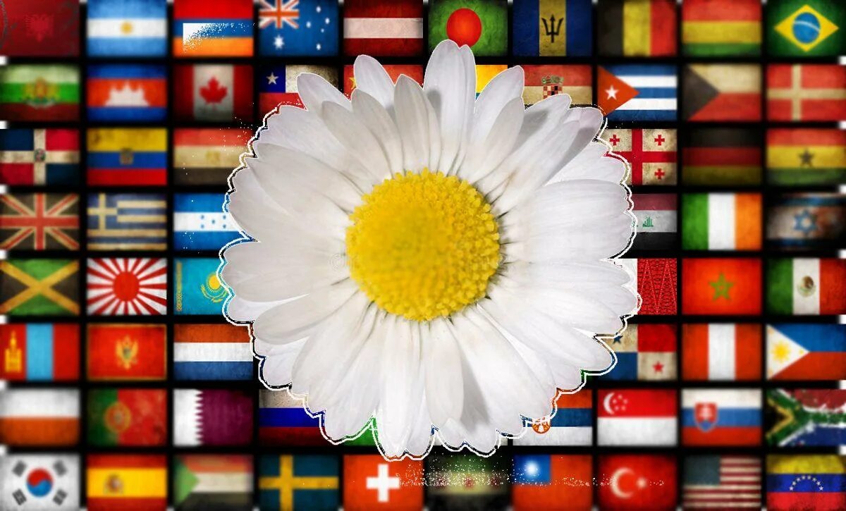 Растение символ страны. Национальные цветы стран. Растения символы разных стран. Цветы символы стран. Цветы символы различных государств.