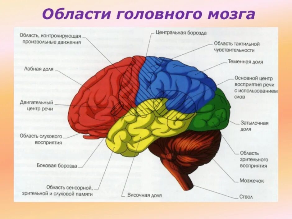 Головной мозг человека строение и функции анатомия. Рис 80 структуры головного мозга. Внешнее строение мозга. Схематическое строение головного мозга.