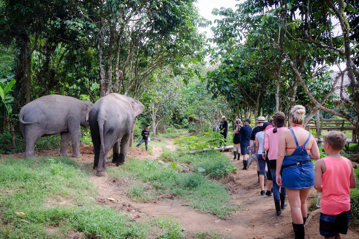 Элефант Джангл Пхукет. Пхукет слоны джунгли. Elephant Jungle Sanctuary Phuket. Green Elephant Sanctuary Park Phuket. Green elephant park