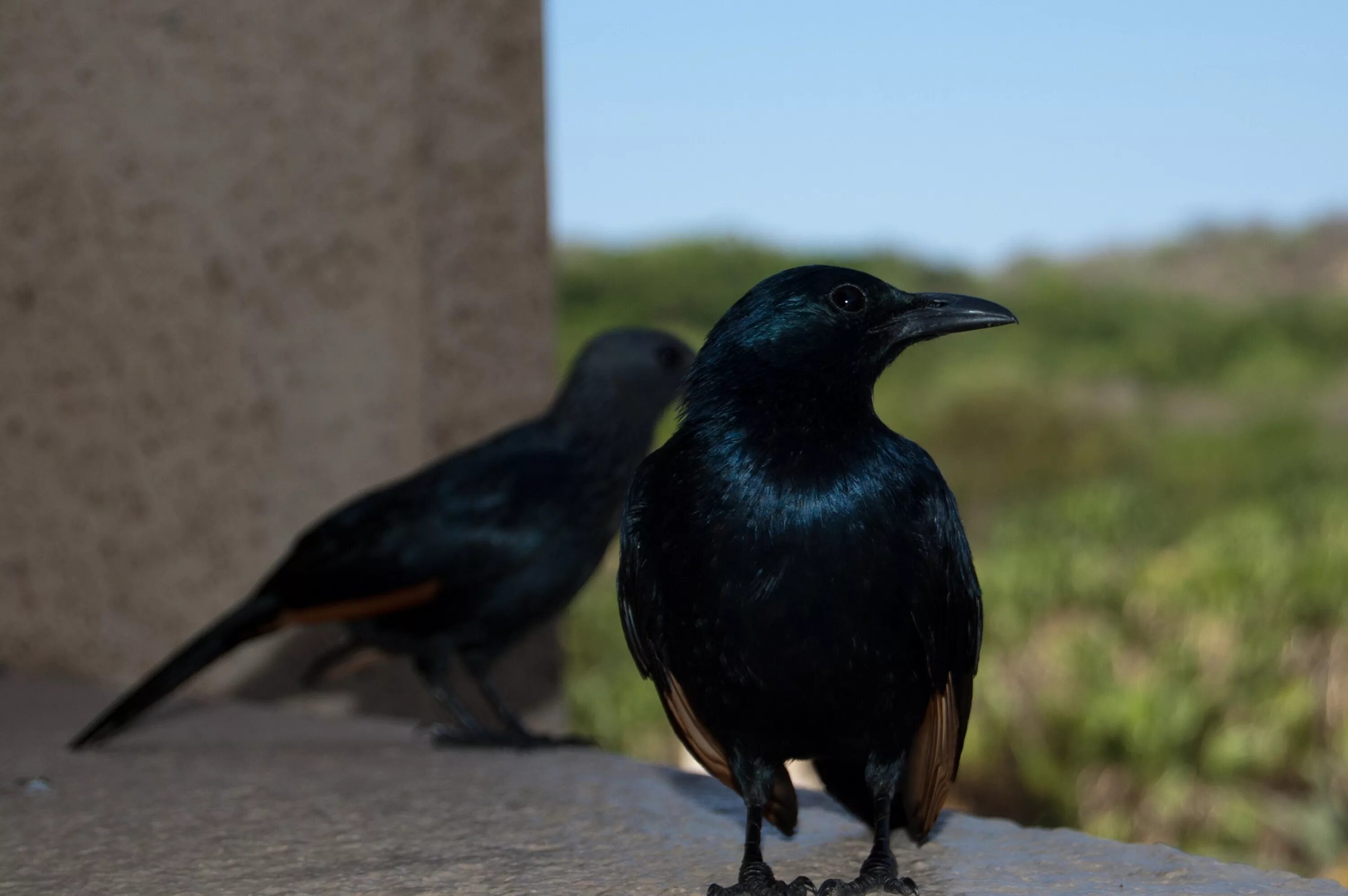 Птица с черными глазами. Black bird s. Sits blackbird. Black bird s. Black bird s.