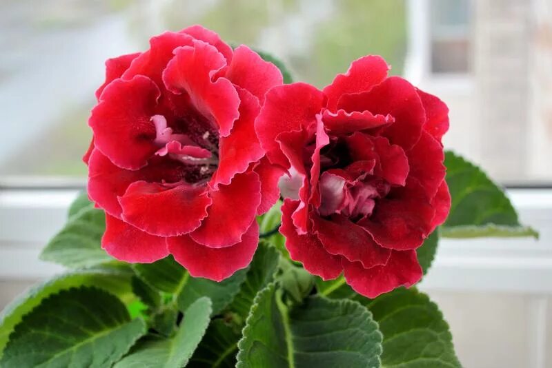 глоксиния брокада розовая. глоксиния брокада синяя. глоксиния брокада. глоксиния брокада. глоксиния брокада.