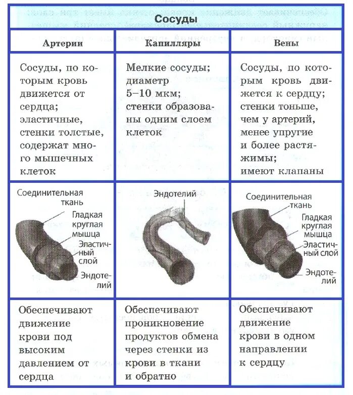 Особенности в строении сосудов артерии вены капилляры. Особенности строения кровеносных сосудов артерий вен капилляров. Артерии строение и функции вены капилляры. Характеристика артерии вены и капилляры. Особенности строения артерий вен