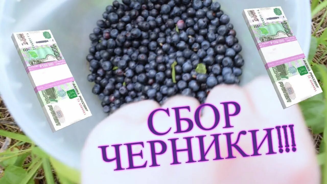 Да здравствует развод черника. 1 Кг черники. Литр черники. Черника в июне. 1 Килограмм черники.