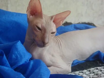 Котенок сфинкса отдам