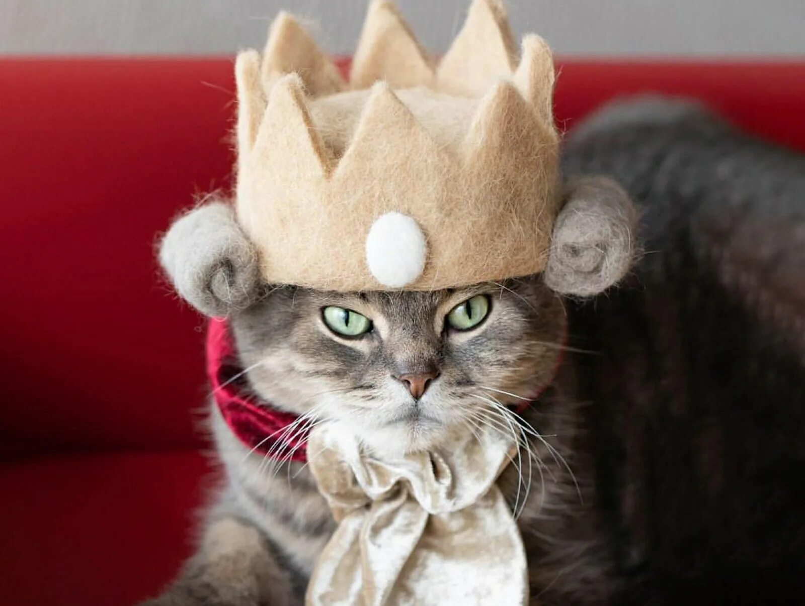 Котик мод. Кот в шапке. шапочки для котиков. шапочка из кошачьей шерсти. шляпки для котиков.