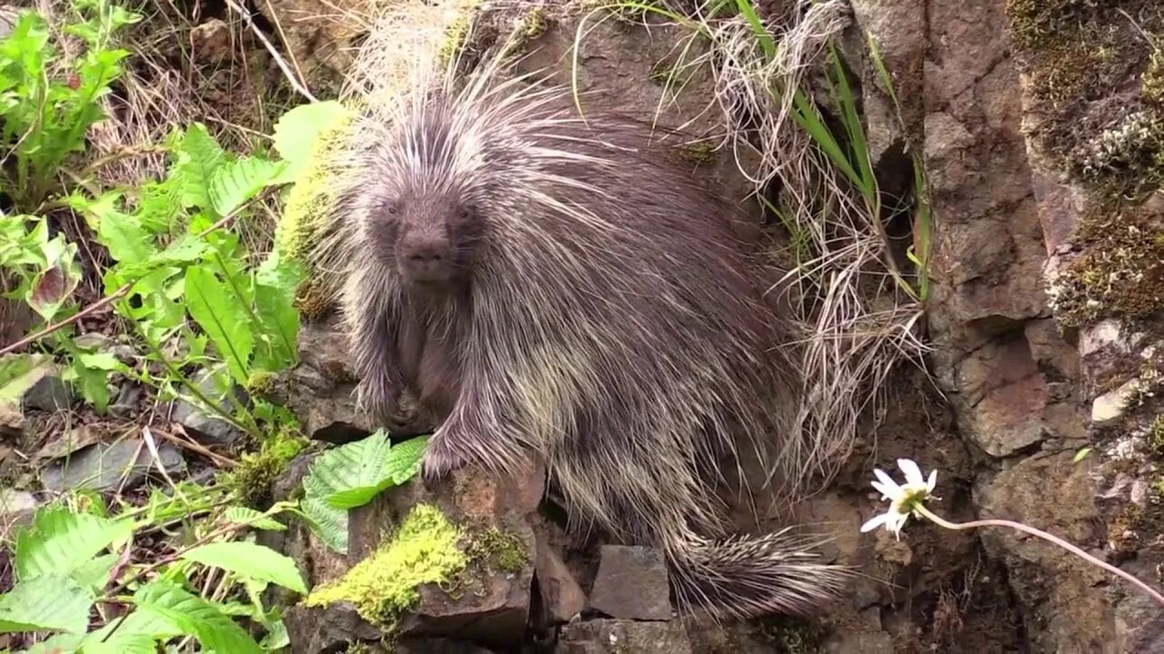 Fill in natural animal. Пимпла-древесный Дикобраз. Североамериканский Дикобраз поркупин. Древесный Дикобраз поркупин. Хохлатый Дикобраз альбинос.