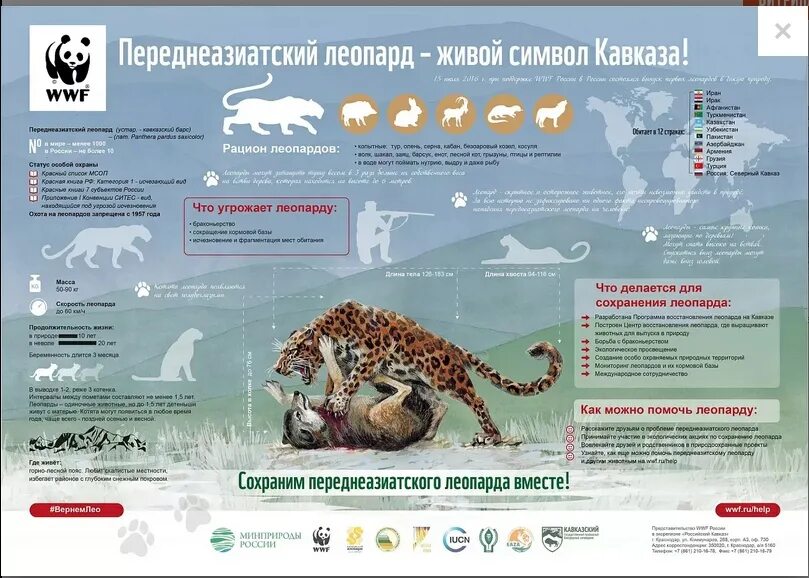 Плакат в поддержку снежного барса сохранения численности. Переднеазиатский леопард ареал. Переднеазиатский леопард в России. Снежный Барс инфографика. Где живет переднеазиатский леопард.