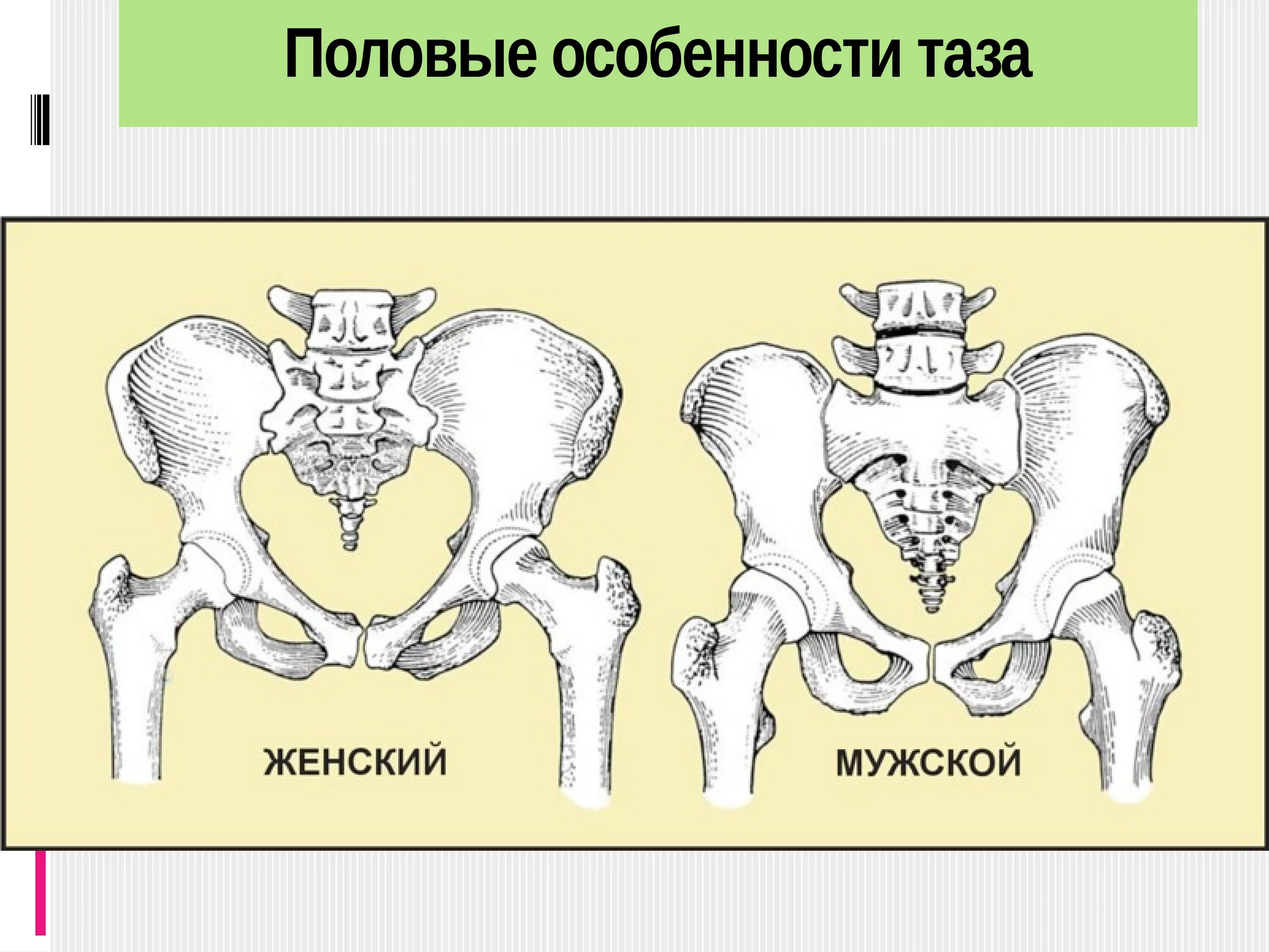 Разница в строении