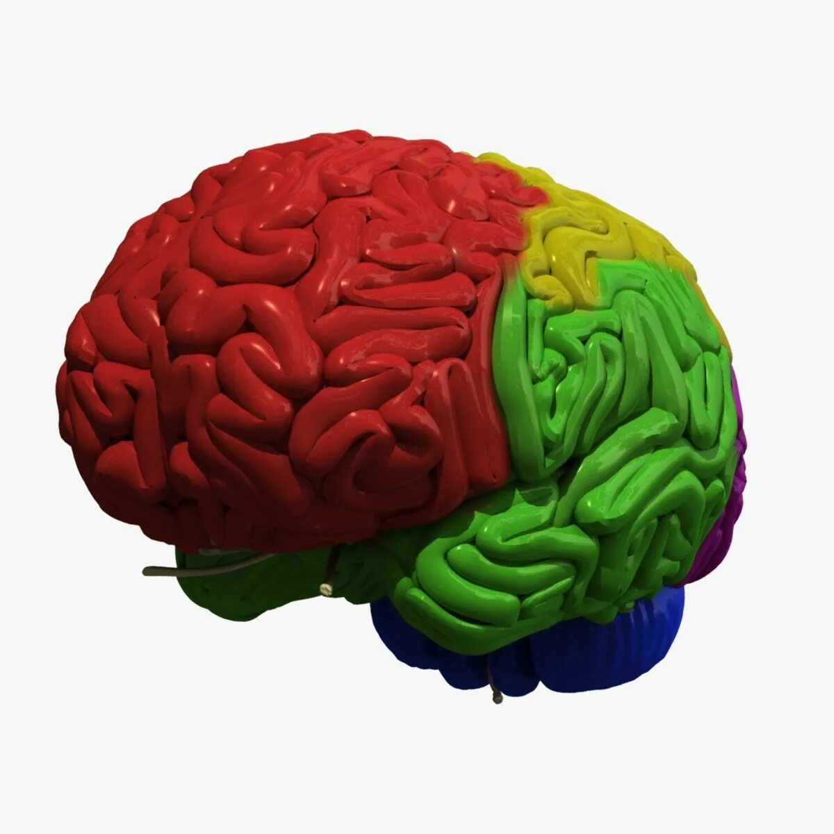 3д мозг. Brain 3d model envanto. моделирование мозга.