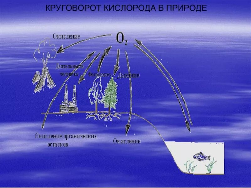 Воздушные круговороты. Круговорот кислорода в природе. Круговорот воздуха в природе. Круговорот воздуха схема. Движение кислорода в природе.