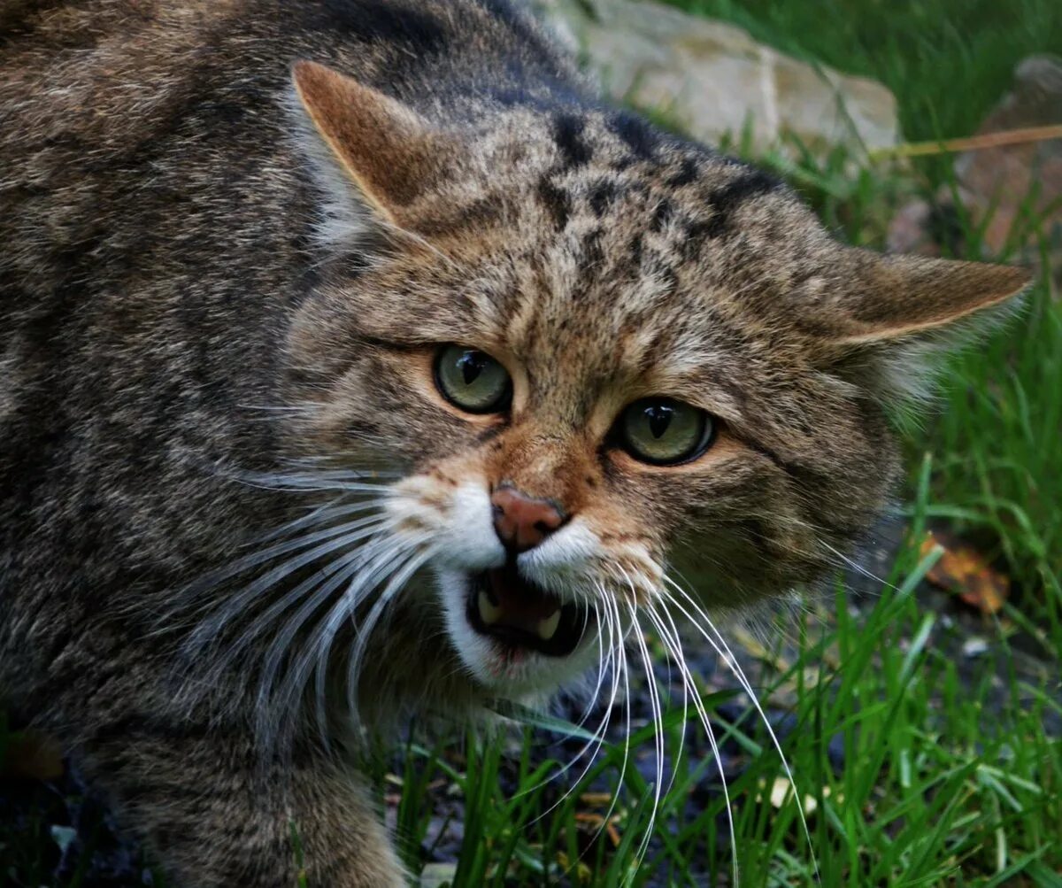 Европейский Лесной кот камышовый. Европейская Дикая Лесная кошка. Дикий Лесной кот. Кавказский Лесной кот. Дикие кошки котов