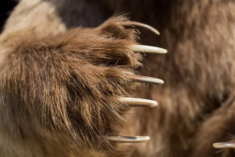 Sharp claws